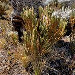 Loricaria complanata habit picture by Fabien Anthelme (cc-by-sa)