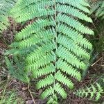 Pteridium aquilinum leaf picture by Rob van Kessel (cc-by-sa)