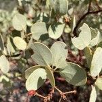 Arctostaphylos viscida leaf picture by Tristan Bellier (cc-by-sa)