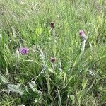 Cirsium dissectum habit picture by beurny (cc-by-sa)