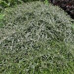 Cotoneaster microphyllus habit picture by Martin Bishop (cc-by-sa)