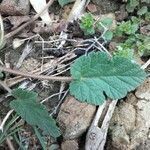 Erodium malacoides (l.) l'hér. leaf picture by Boris Noyere (cc-by-sa)