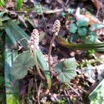 Tiarella cordifolia habit picture by Maarten Vanhove (cc-by-sa)