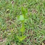 Lysimachia nummularia habit picture by Annie Elle (cc-by-sa)