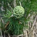 Adonis vernalis fruit picture by Denis Bastianelli (cc-by-sa)