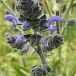 Salvia nilotica flower picture by susan brown (cc-by-sa)