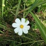 Cosmos bipinnatus flower picture by Hildegunde Riemann (cc-by-sa)