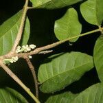 Trichilia pallida fruit picture by Nelson Zamora Villalobos (cc-by-nc)