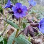 Pulmonaria montana flower picture by Romain Gou (cc-by-sa)