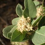 Boscia senegalensis leaf picture by Sylvain Piry (cc-by-sa)