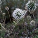 Echinops exaltatus flower picture by Kai Best (cc-by-sa)