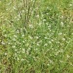 Torilis arvensis habit picture by Florent Beck (cc-by-sa)