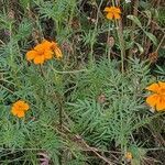 Tagetes tenuifolia habit picture by Sabina Hartmann (cc-by-sa)