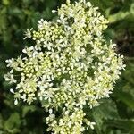 Lepidium draba flower picture by Pskl contal (cc-by-sa)