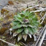 Draba jorullensis habit picture by Fabien Anthelme (cc-by-sa)