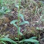 Digitalis lutea habit picture by Chris Georges (cc-by-sa)