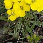 Erysimum jugicola leaf picture by Michelle Goudail (cc-by-sa)