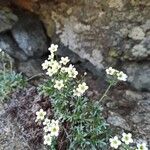 Saxifraga pentadactylis flower picture by Álvaro Casaux (cc-by-sa)