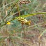 Carex punctata fruit picture by Florent Beck (cc-by-sa)