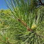 Pinus ponderosa leaf picture by Kampf Robert (cc-by-sa)