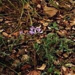 Lathyrus palustris habit picture by Paul FRANCK (cc-by-sa)