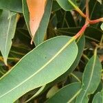 Corymbia ficifolia leaf picture by manida morrell (cc-by-sa)