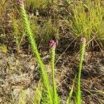 Liatris pycnostachya leaf picture by Norma Villalta (cc-by-sa)