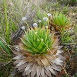 Paepalanthus alpinus habit picture by Fabien Anthelme (cc-by-sa)