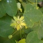 Passiflora lutea flower picture by shyla ugly (cc-by-sa)