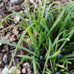 Muscari armeniacum leaf picture by Arnaud (cc-by-sa)