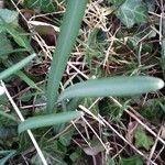 Galanthus nivalis leaf picture by gilles collin (cc-by-sa)