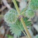 Urtica pilulifera fruit picture by Sergio costantini (cc-by-sa)