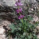 Lupinus hispanicus habit picture by Pérez Félix (cc-by-sa)