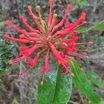 Embothrium coccineum flower picture by Flores Fernández de Bobadilla Cesáreo (cc-by-sa)