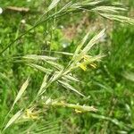 Bromus erectus flower picture by Bastien Boussau (cc-by-sa)