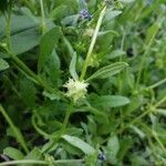 Asperugo procumbens fruit picture by Mallol Camprubí Albert (cc-by-sa)