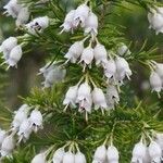 Erica lusitanica flower picture by Philippe Feldmann (cc-by-sa)