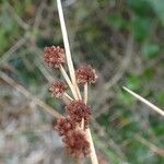 Scirpoides holoschoenus fruit picture by Yoan MARTIN (cc-by-sa)