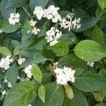 Cornus racemosa flower picture by Steven Felegie (cc-by-sa)