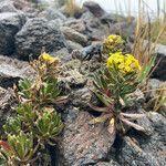 Draba pennell-hazenii habit picture by Fabien Anthelme (cc-by-sa)