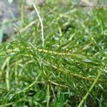 Elodea nuttallii habit picture by Yoan MARTIN (cc-by-sa)