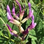 Astragalus monspessulanus flower picture by Pierre Bonnet (cc-by-sa)