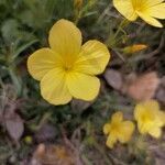 Linum maritimum leaf picture by Delphine Breuillot (cc-by-sa)