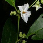 Lycianthes pauciflora flower picture by Nelson Zamora Villalobos (cc-by-nc)