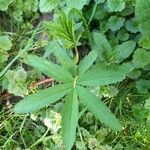 Comarum palustre leaf picture by Lohre Barbara (cc-by-sa)