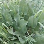 Silphium terebinthinaceum leaf picture by Danilo Diedrichs (cc-by-sa)