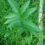 Sium latifolium leaf picture by Ннуоруик Окоуокок (cc-by-sa)