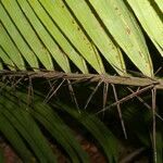 Bactris major leaf picture by Nelson Zamora Villalobos (cc-by-nc)