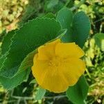 Abutilon mauritianum flower picture by susan brown (cc-by-sa)