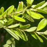 Cavendishia capitulata leaf picture by Nelson Zamora Villalobos (cc-by-nc)